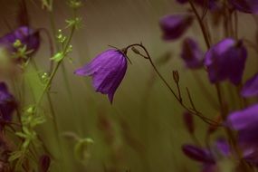 Purple bell in a rainy day