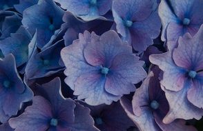 Blue Hydrangeas in a garden
