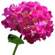 hydrangea blossom