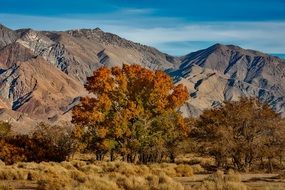 trees with yellow leaves near mountains in california