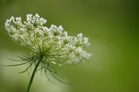 flower on a green background