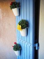 Flowers in Pots on blue door