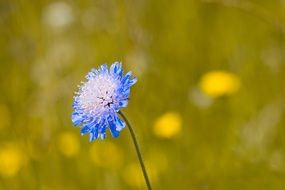 Beautiful blue and white, Deaf-Skabiose Columbaria flower