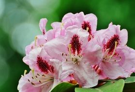 Macro photo of pink flowers