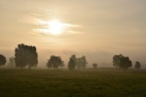 Green trees in the morning haze on beautiful landscape