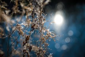 Light on the narrow-leaved willow herb