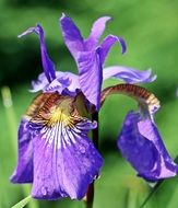 blue iris is an ornamental plant