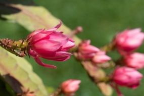 Pink cactus blossoms