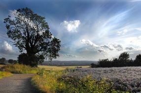 picturesque fields in the countryside of england