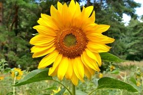 sunflower is a representative of flora