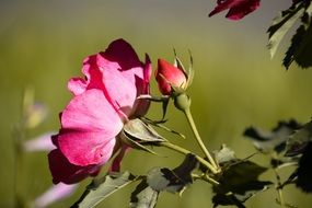 rosebud side view