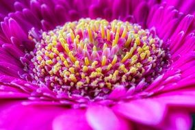 core of the lilac flower close up