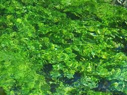aquatic bright green plants close-up