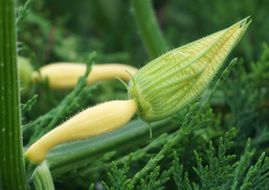 closed pumpkin bud