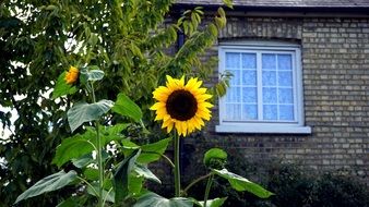 sunflowers near the brick house