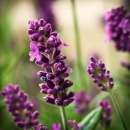 Lavender Flower Purple Nature macro view