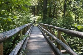 wooden path in the forest among green trees