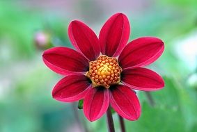 red dahlia flower