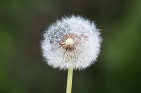 white dandelion on a green background