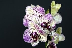 dotted orchids close-up