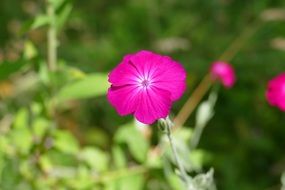 Close Wild Flower Nature Plant