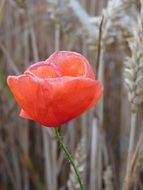 closeup photo of one red poppy in a field