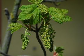 Beautiful green maple branches with seeds and leaves