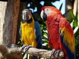 two bright colorful parrots on a branch