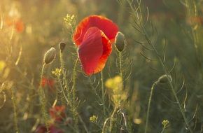 red poppy in the morning sun on a blurred background