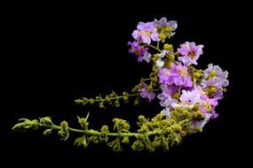 Speciosa Lagerstroemia, beautiful purple flowers at black background