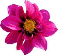 pink dahlia painted