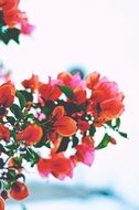 bright flowering of a branch close-up