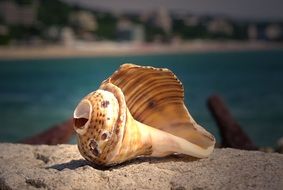 Beautiful Seashell on a shore