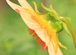 side view of a orange dahlia