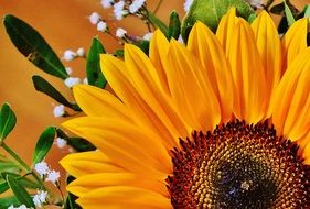 bright sunflower in a bouquet close-up