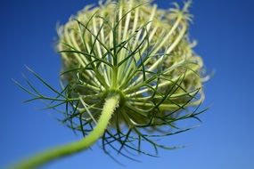 green seedhead of Sheep Sheaf Weed at blue sky, bottom view