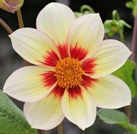 dahlia flower white red bloom