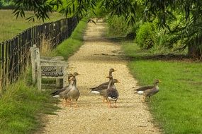 flock of Geese in Park