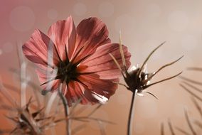 Cosmea Flower