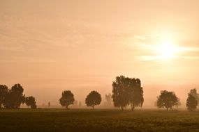 landscape of trees in the morning mist