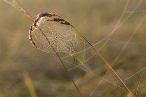 Cobweb on a grass