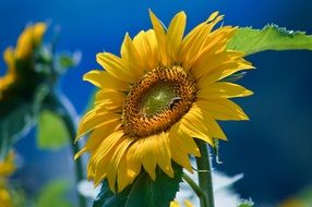bee on yellow sunflowers on the field