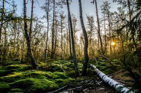 fallen birch and moss in the forest thicket