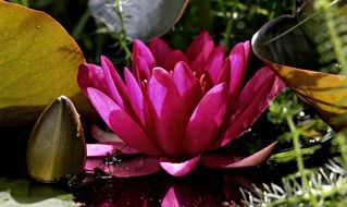 bright purple water lily