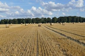 bales of hay on the field after harvest