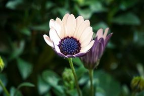 Osteospermum Ecklonis or Dimorphotheca ecklonis