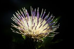 Cabbage thistle in summer