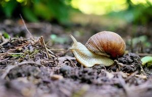 snail on forest ground