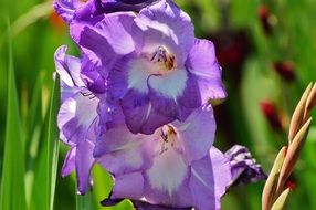 blue gladiolus closeup