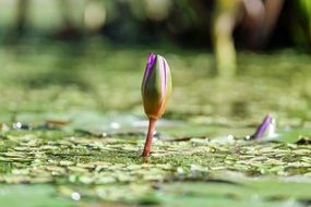 bud of water lily